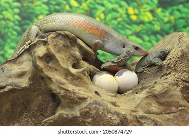 An Adult Common Sun Skink Is Ready To Prey On A Baby Turtle That Has Just Hatched From An Egg. This Reptile Has The Scientific Name Mabouya Multifasciata. 