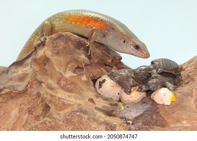 An Adult Common Sun Skink Is Ready To Prey On A Baby Turtle That Has Just Hatched From An Egg. This Reptile Has The Scientific Name Mabouya Multifasciata. 