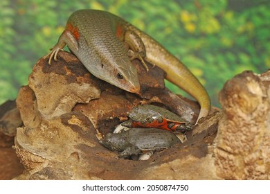 An Adult Common Sun Skink Is Ready To Prey On A Baby Turtle That Has Just Hatched From An Egg. This Reptile Has The Scientific Name Mabouya Multifasciata. 