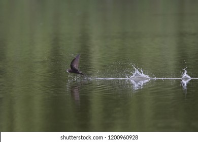 An adult Common swift (Apus apus) flying in high speed to the lake to drink water. With in the background green water cause of the reflection of trees.