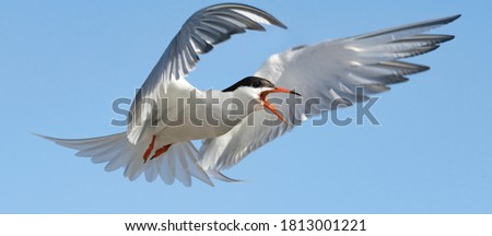 Adult common tern with open beak  in flight on the blue sky background. Close up. Scientific name: Sterna hirundo