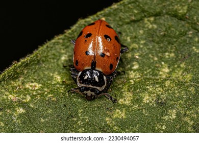 Adult Convergent Lady Beetle of the species Hippodamia convergens