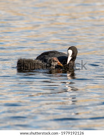 Adult Coot Feeding its Young