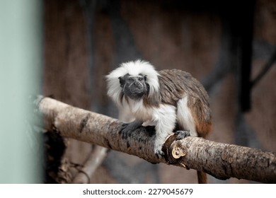 An adult cotton tamarin (Saguinus oedipus) sits on a tree branch. small primates. The monkey is sitting on a branch. Endangered species of primates, animal protection.