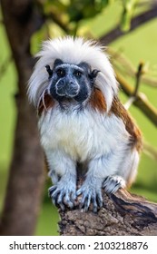 Adult cotton-top tamarin, Saguinus oedipus, sitting on a tree stump. This New World monkey is endemic to north-western Colombia and is critically endangered in the wild. 