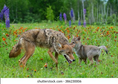 Adult Coyote With Baby Wolf Pup In Field Of Wildflowers.