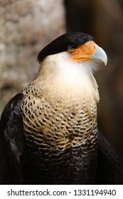 209 Adult crested caracara Images, Stock Photos & Vectors | Shutterstock