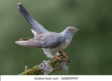 Adult Cuckoo Male Perched on Branch