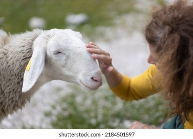 Adult Curly Hair Woman Hiker Stroking A Soft White Sheep In Julian Alps Slovenia Close Up