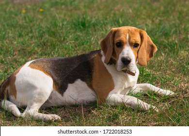 adult beagle