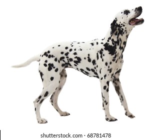 Adult Dalmation Standing On White Background