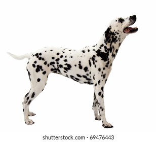 1,352 Dalmation spots Images, Stock Photos & Vectors | Shutterstock