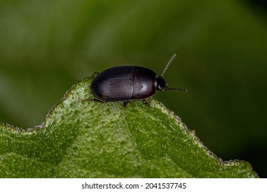 Adult Darkling Beetle Of The Family Tenebrionidae