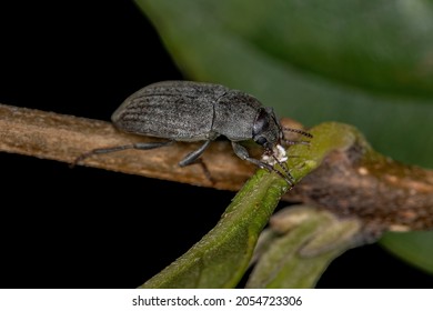 Adult Darkling Beetle Of The Family Tenebrionidae