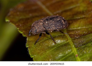 Adult Darkling Beetle Of The Family Tenebrionidae