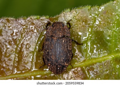 Adult Darkling Beetle Of The Family Tenebrionidae