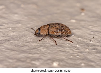 Adult Darkling Beetle Of The Family Tenebrionidae