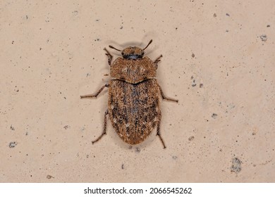 Adult Darkling Beetle Of The Family Tenebrionidae