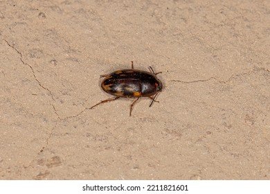 Adult Darkling Beetle Of The Family Tenebrionidae