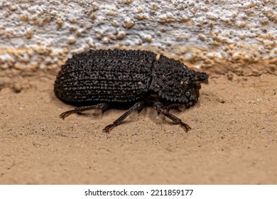 Adult Darkling Beetle Of The Family Tenebrionidae