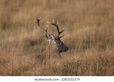 An adult deer (Cervus elaphus), male, lying down and resting peacefully in the tall autumn grass - Powered by Shutterstock