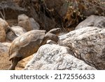An adult desert tortoise, Gopherus agassizii, walking through a wash in the Sonoran Desert looking for food before monsoon rains return. Large native reptile, beautiful wildlife in southern Arizona.