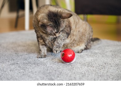 Adult Devon Rex Cat Playing At Home With Special Ball Dispenser With Kibble Inside That Slowly Drops Out When Cat Pushes It. Playful Kitty Having Fun With Slow Feeder Toy Full Of Food Inside.  