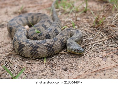 Adult Diamondback Water Snake In Natural Habitat