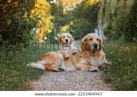 adult dog golden retriever with a puppy for a walk in the summer in the park. Dog playing with a newborn puppy at sunset