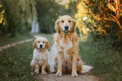 Adult Dog Golden Retriever With A Small Puppy For A Walk. Two Golden Retriever Dogs On The Road In Summer