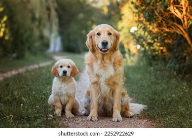 adult dog golden retriever with a small puppy for a walk. two golden retriever dogs on the road in summer