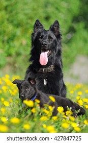 An Adult Dog And Puppy