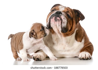 4,555 Dad and puppy Images, Stock Photos & Vectors | Shutterstock