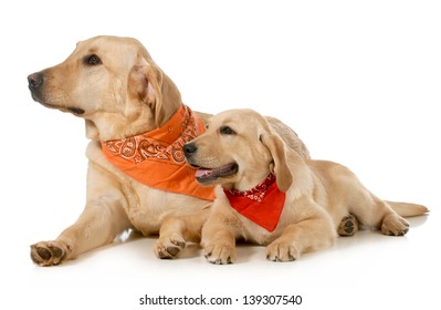 Adult Dog And Puppy Wearing Bandanas Laying Down Looking Off To The Side Isolated On White Background