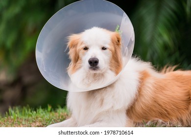 Adult Dog Wearing Protective Cone Collar In Backyard, Post Surgery Care