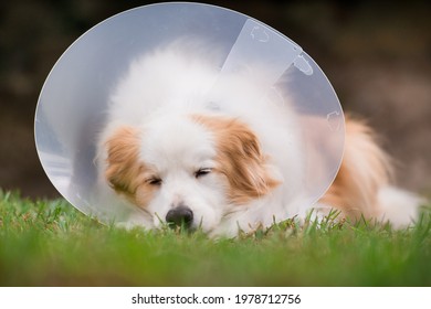 Adult Dog Wearing Protective Cone Collar In Backyard Sleeping, Post Surgery Care