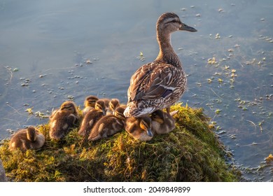 Adult duck with many ducklings sits on green shore of pond. The ducklings are sitting on the shore with the mother duck. The duck takes care of its newborn ducklings. Mallard, lat. Anas platyrhynchos
