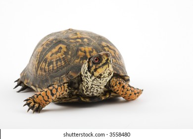 Adult Eastern Box Turtle Terrapene Carolina Stock Photo 3558480 ...