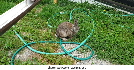 An adult eastern cottontail rabbit found nibbling on the grass and weeds in Nova Scotia canada. The bunny's ears are raised and his white, fluffy tail is resting on a green hose in a suburban backyard