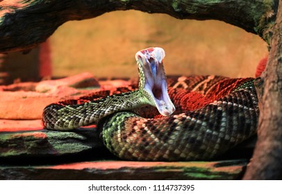 An Adult Eastern Diamondback Rattlesnake (Crotalus Adamanteus) In Mid-strike, Revealing Its Fangs And Inner Mouth.