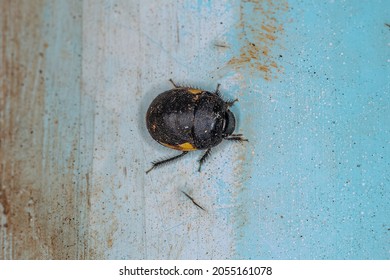 Adult Ebony Bug Of The Family Thyreocoridae