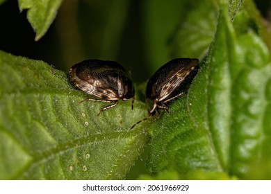 Adult Ebony Bug Of The Family Thyreocoridae