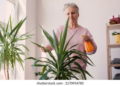 Adult Elderly Woman Takes Care Of The Home Flowers And Is Using Spray Of Water On Relaxing Day In The Garden At Home. Smiling Female Hand Spray On Leave Plants In The Morning At Home Using Spray