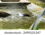 adult elephant bathing while playing in the water