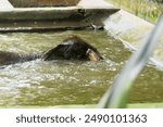 adult elephant bathing while playing in the water