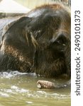 adult elephant bathing while playing in the water