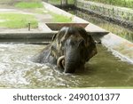 adult elephant bathing while playing in the water