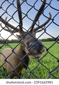 Adult elk poses for the camera through a fence in a Chicago suburb
