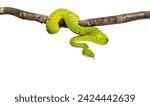 Adult Emerald tree boa wrapped around a branch, Corallus caninus, isolated on white