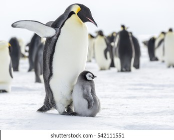 Adult Emperor Penguin With Outstretched Wings With Chick At Feet